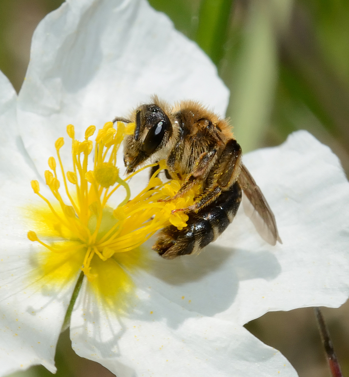Andrena combinata femelle (Aude, mai 2013 ; D. Genoud)