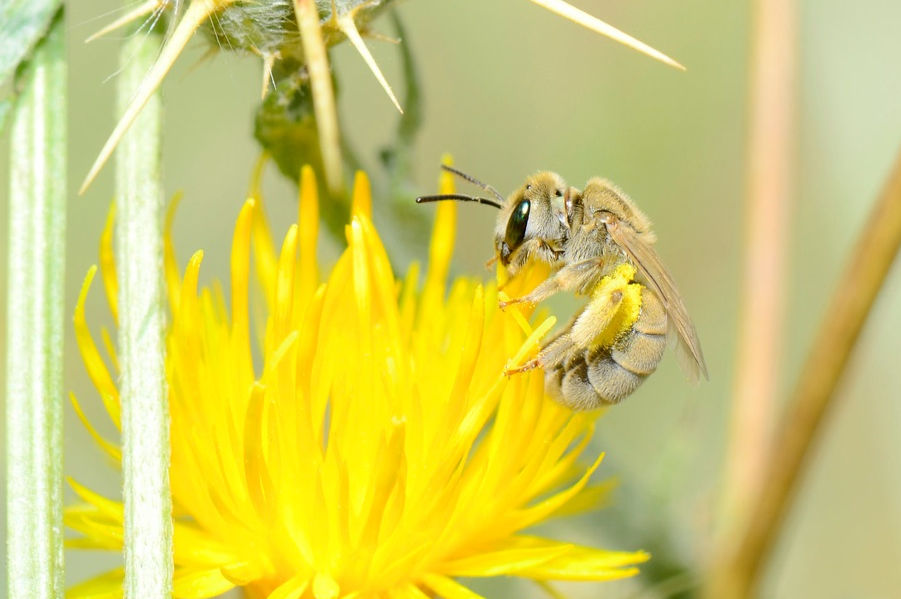 Halictus pollinosus femelle (Drôme, juillet 2015 ; G. de Prémorel)