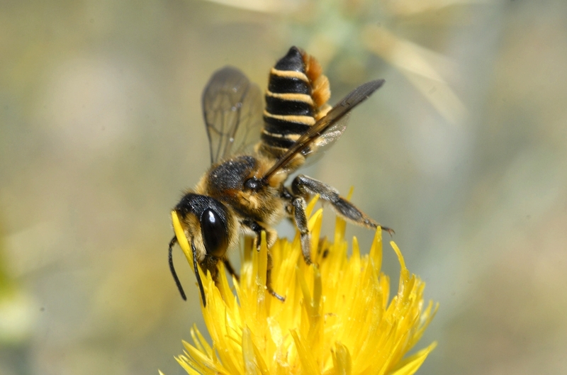 Megachile pilicrus femelle (Hérault, juin 2015 ; M. Aubert)