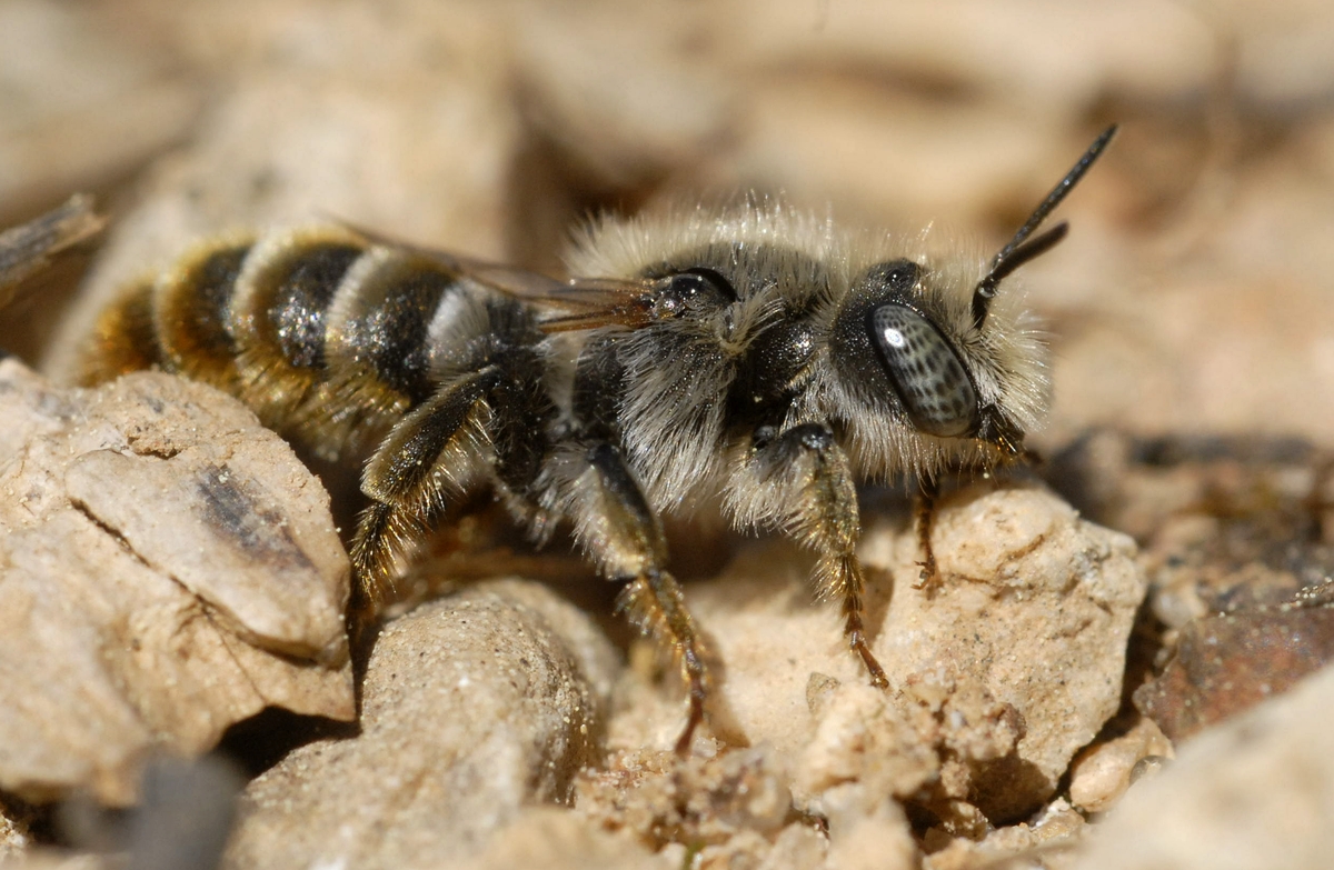 Osmia rufohirta mâle (Var, avril 2011, M. Aubert)