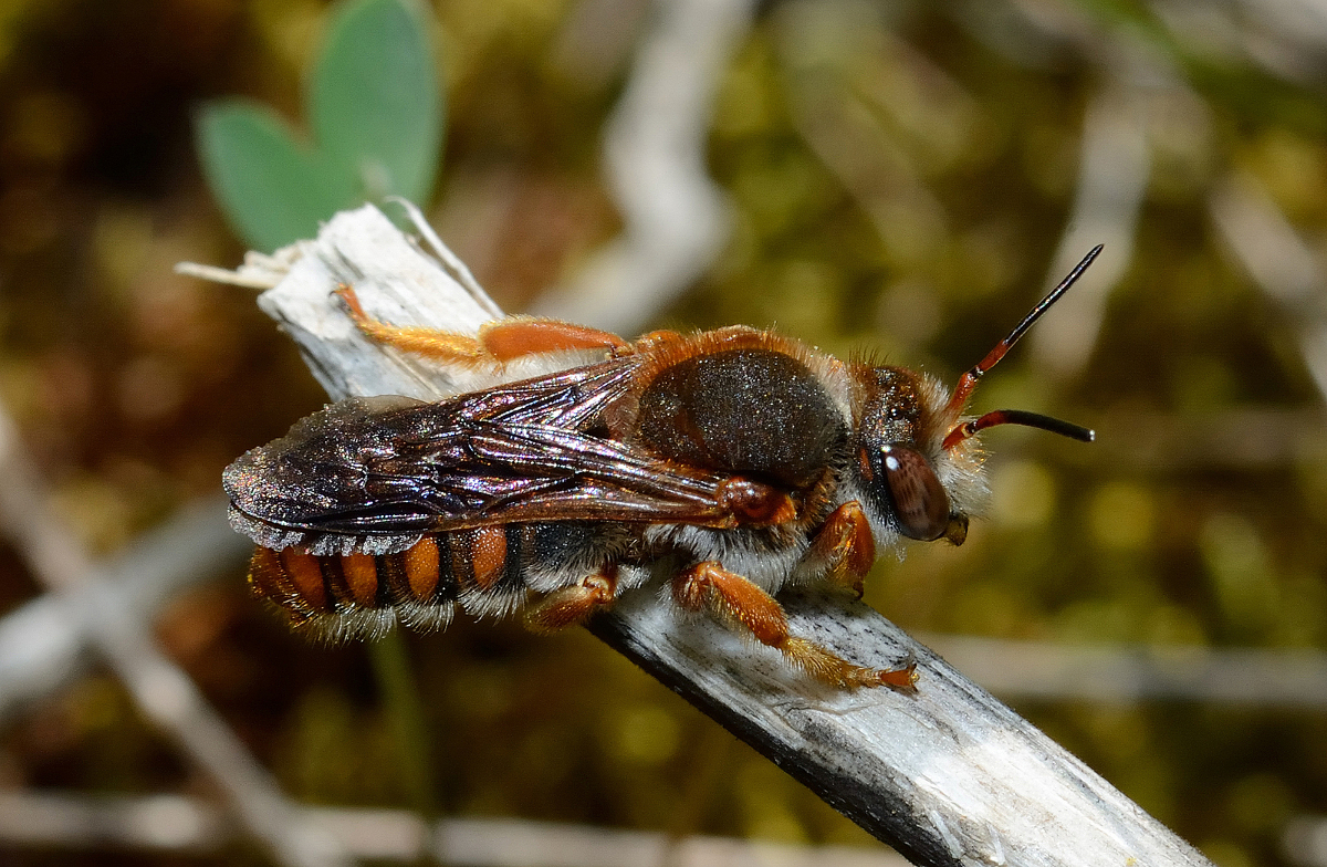 Rhodanthidium stictitum mâle (Aude, mai 2013 ; D. Genoud)